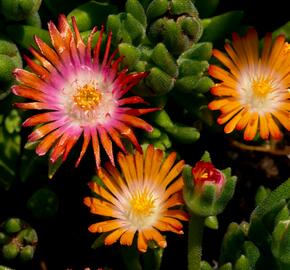 Kosmatec 'Jewel of Desert Topaz' - Delosperma hybrida 'Jewel of Desert Topaz'