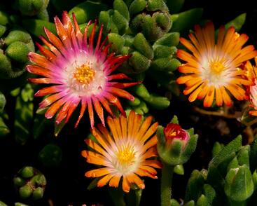 Kosmatec 'Jewel of Desert Topaz'