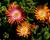 Kosmatec 'Jewel of Desert Topaz'