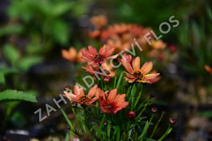 Krásnoočko přeslenité 'Pumpkin Pie' - Coreopsis verticillata 'Pumpkin Pie'