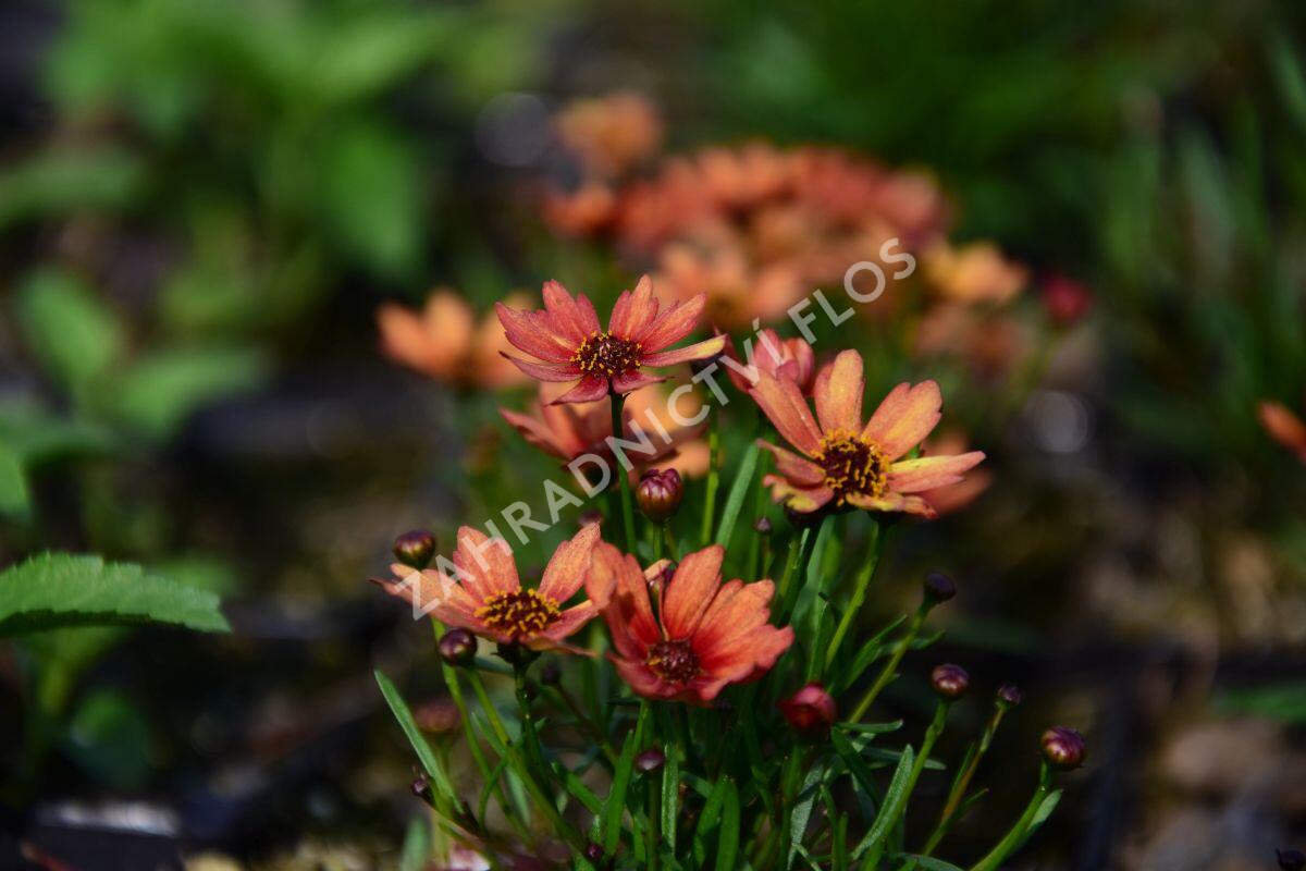 Krásnoočko přeslenité 'Pumpkin Pie' - Coreopsis verticillata 'Pumpkin Pie'
