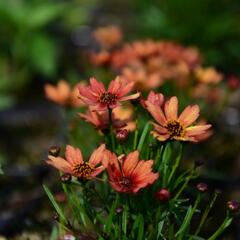 Krásnoočko přeslenité 'Pumpkin Pie' - Coreopsis verticillata 'Pumpkin Pie'