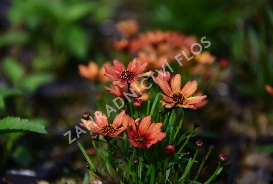 Krásnoočko přeslenité 'Pumpkin Pie' - Coreopsis verticillata 'Pumpkin Pie'