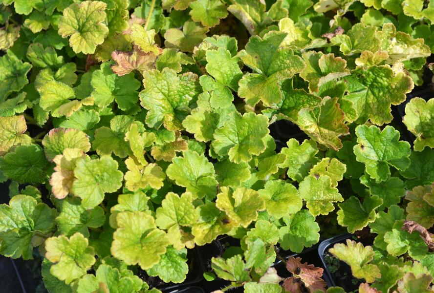 Mitrovka velkokvětá - Tellima grandiflora