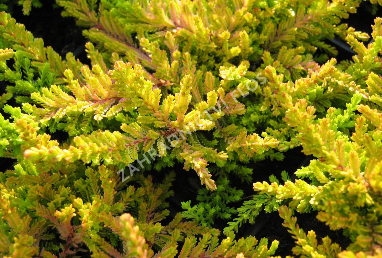 Vřes obecný 'Robert Chapman' - Calluna vulgaris 'Robert Chapman'