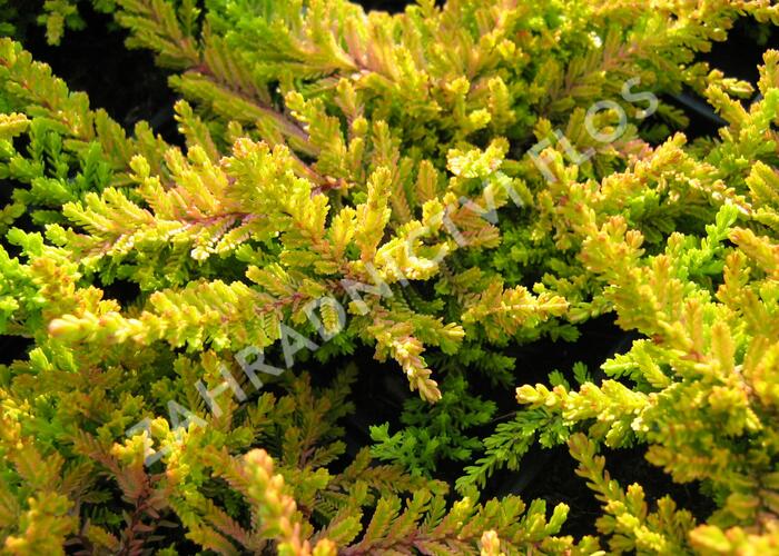 Vřes obecný 'Robert Chapman' - Calluna vulgaris 'Robert Chapman'