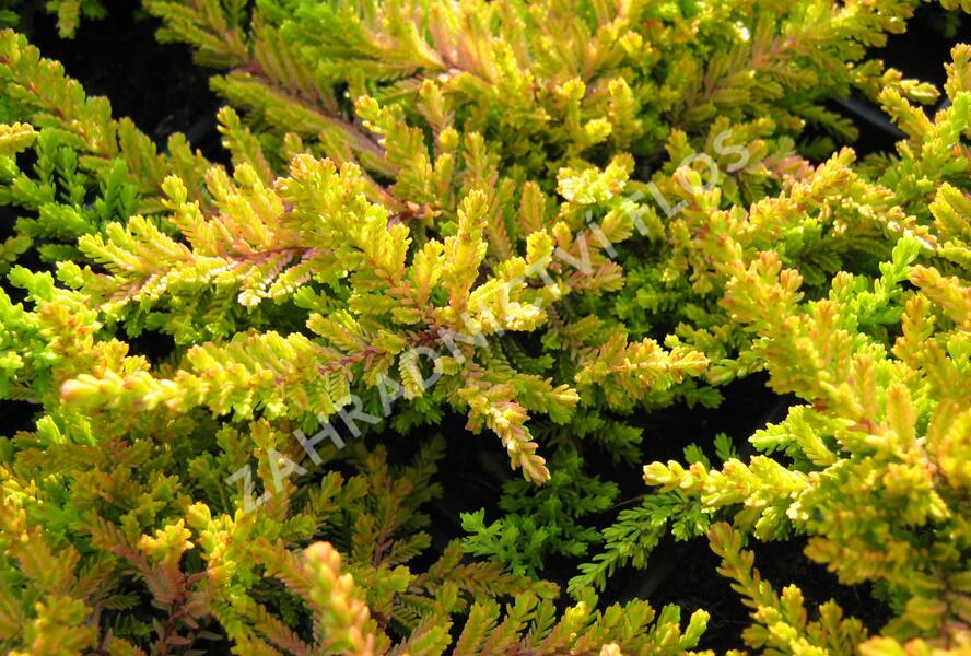 Vřes obecný 'Robert Chapman' - Calluna vulgaris 'Robert Chapman'