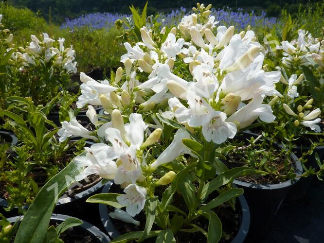 Dračík 'Pinacolada White' - Penstemon barbatus 'Pinacolada White'