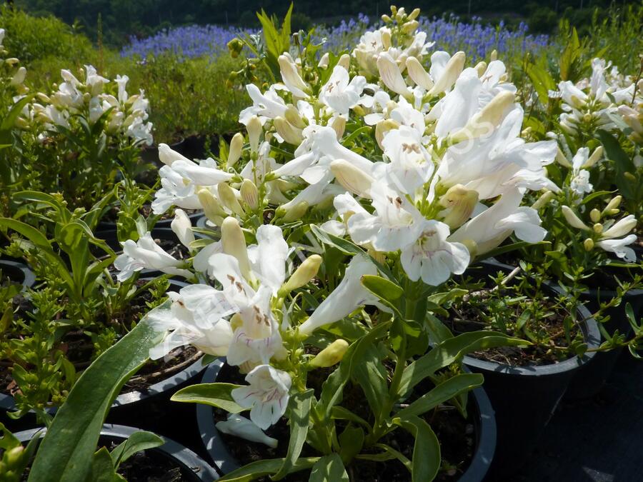 Dračík 'Pinacolada White' - Penstemon barbatus 'Pinacolada White'