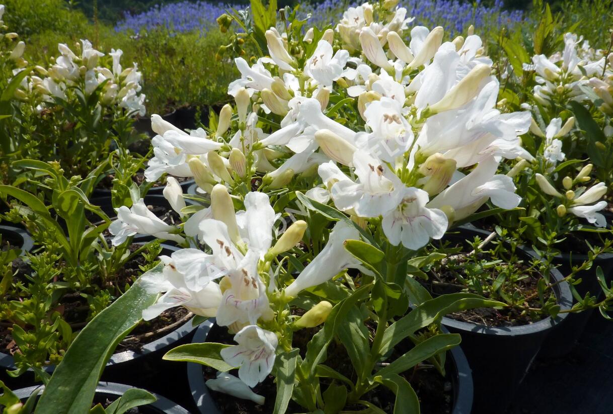 Dračík 'Pinacolada White' - Penstemon barbatus 'Pinacolada White'