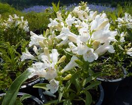 Dračík 'Pinacolada White'