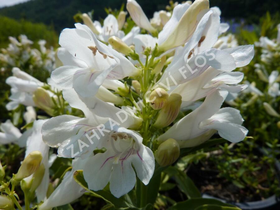 Dračík 'Pinacolada White' - Penstemon barbatus 'Pinacolada White'
