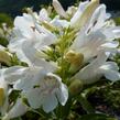 Dračík 'Pinacolada White' - Penstemon barbatus 'Pinacolada White'