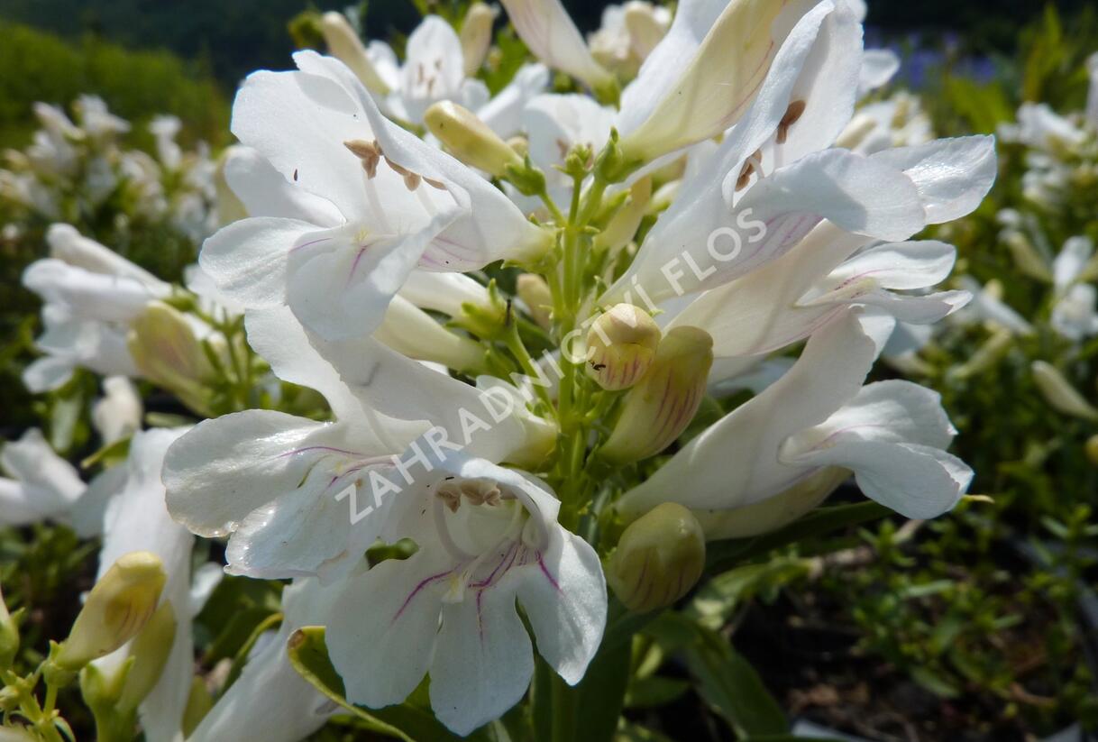 Dračík 'Pinacolada White' - Penstemon barbatus 'Pinacolada White'