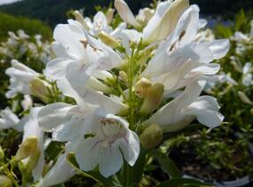 Dračík 'Pinacolada White' - Penstemon barbatus 'Pinacolada White'