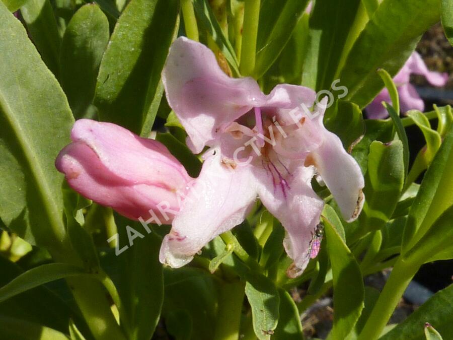 Dračík 'Pinacolada Light Rose Shades' - Penstemon barbatus 'Pinacolada Light Rose Shades'