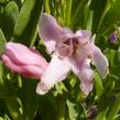 Dračík 'Pinacolada Light Rose Shades' - Penstemon barbatus 'Pinacolada Light Rose Shades'