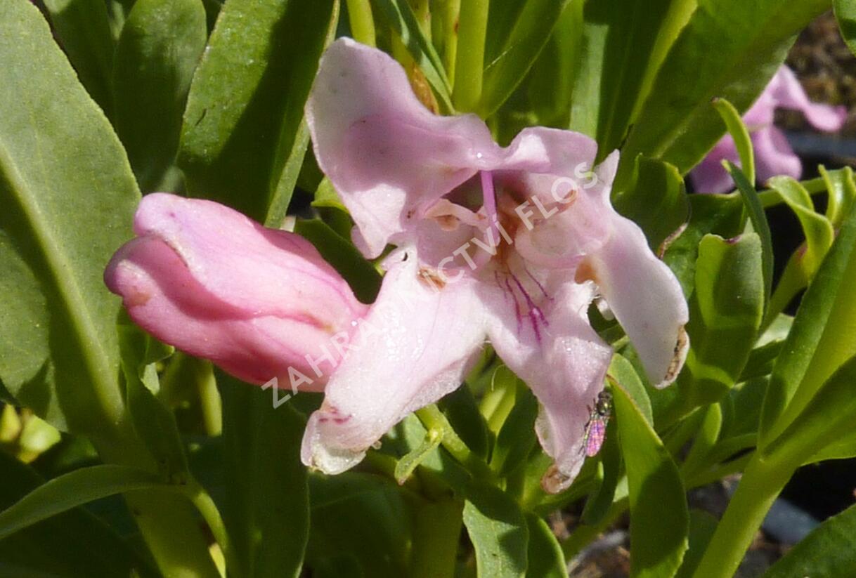 Dračík 'Pinacolada Light Rose Shades' - Penstemon barbatus 'Pinacolada Light Rose Shades'