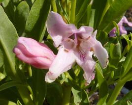 Dračík 'Pinacolada Light Rose Shades'