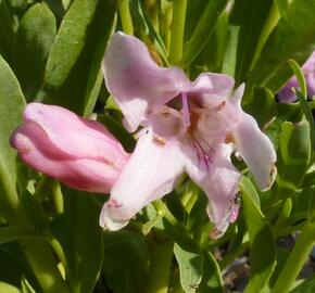 Dračík 'Pinacolada Light Rose Shades' - Penstemon barbatus 'Pinacolada Light Rose Shades'