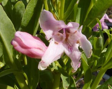 Dračík 'Pinacolada Light Rose Shades'