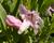 Dračík 'Pinacolada Light Rose Shades'
