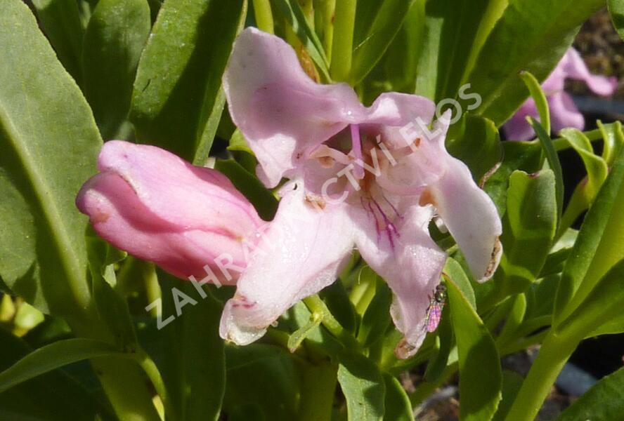 Dračík 'Pinacolada Light Rose Shades' - Penstemon barbatus 'Pinacolada Light Rose Shades'