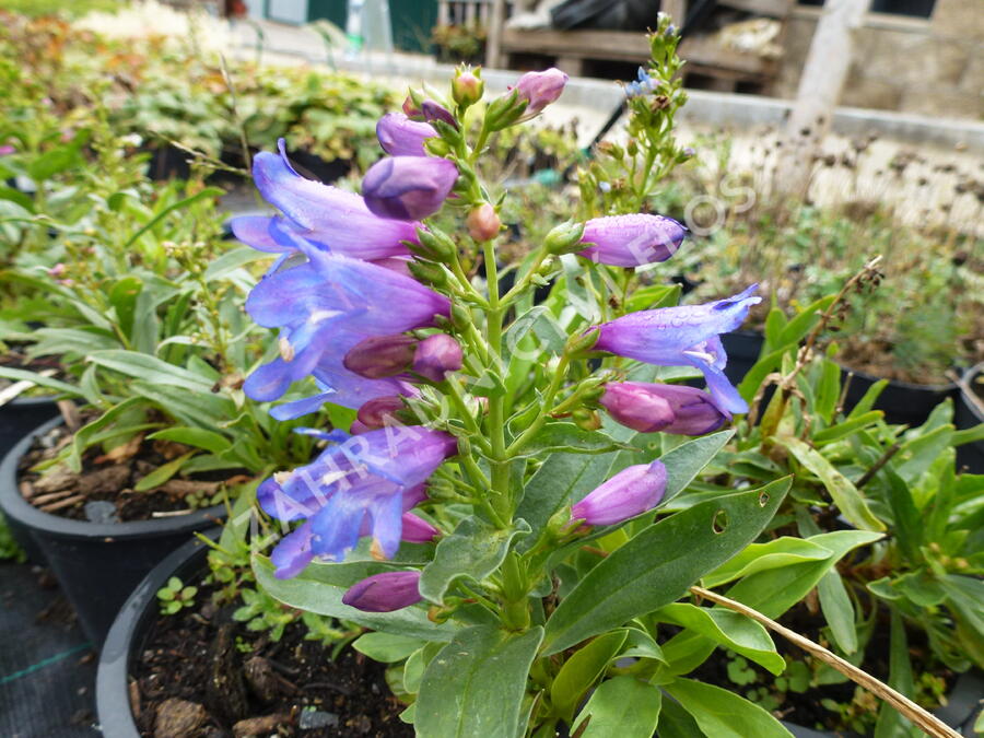 Dračík 'Pinacolada Blue Shades' - Penstemon barbatus 'Pinacolada Blue Shades'