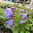 Dračík 'Pinacolada Blue Shades' - Penstemon barbatus 'Pinacolada Blue Shades'