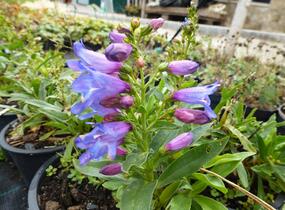 Dračík 'Pinacolada Blue Shades' - Penstemon barbatus 'Pinacolada Blue Shades'