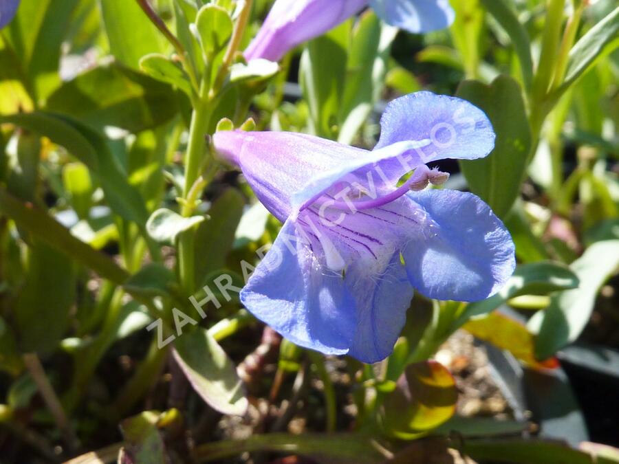 Dračík 'Pinacolada Blue Shades' - Penstemon barbatus 'Pinacolada Blue Shades'