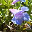 Dračík 'Pinacolada Blue Shades' - Penstemon barbatus 'Pinacolada Blue Shades'