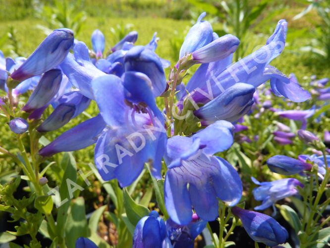 Dračík 'Pinacolada Blue Shades' - Penstemon barbatus 'Pinacolada Blue Shades'