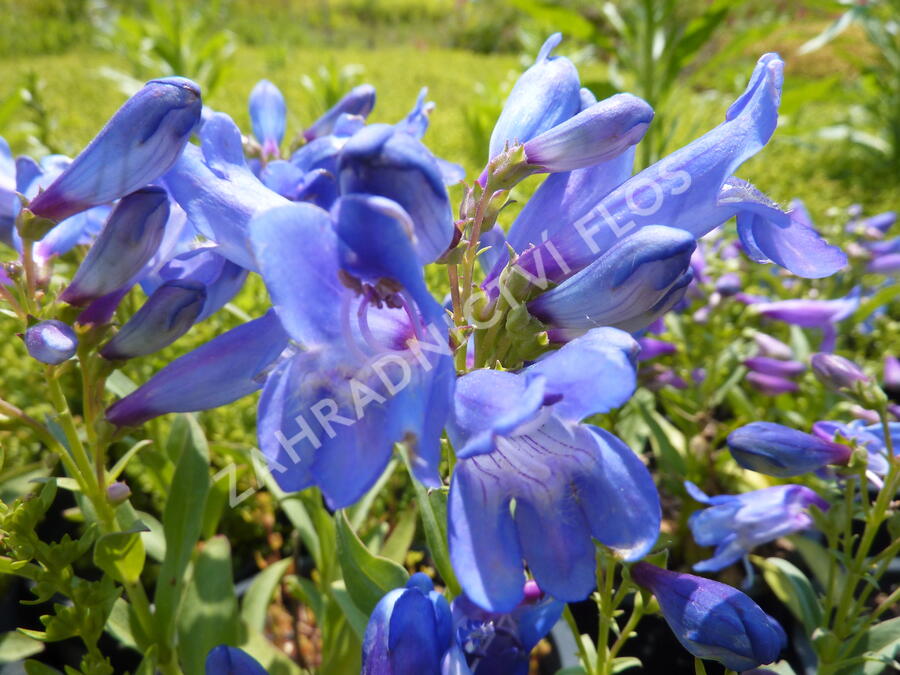 Dračík 'Pinacolada Blue Shades' - Penstemon barbatus 'Pinacolada Blue Shades'