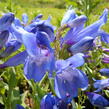 Dračík 'Pinacolada Blue Shades' - Penstemon barbatus 'Pinacolada Blue Shades'