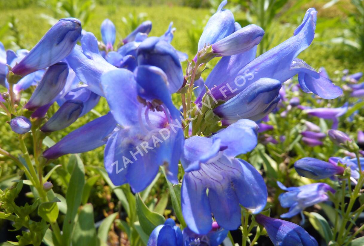 Dračík 'Pinacolada Blue Shades' - Penstemon barbatus 'Pinacolada Blue Shades'