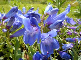 Dračík 'Pinacolada Blue Shades' - Penstemon barbatus 'Pinacolada Blue Shades'