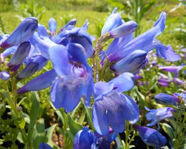 Dračík 'Pinacolada Blue Shades'