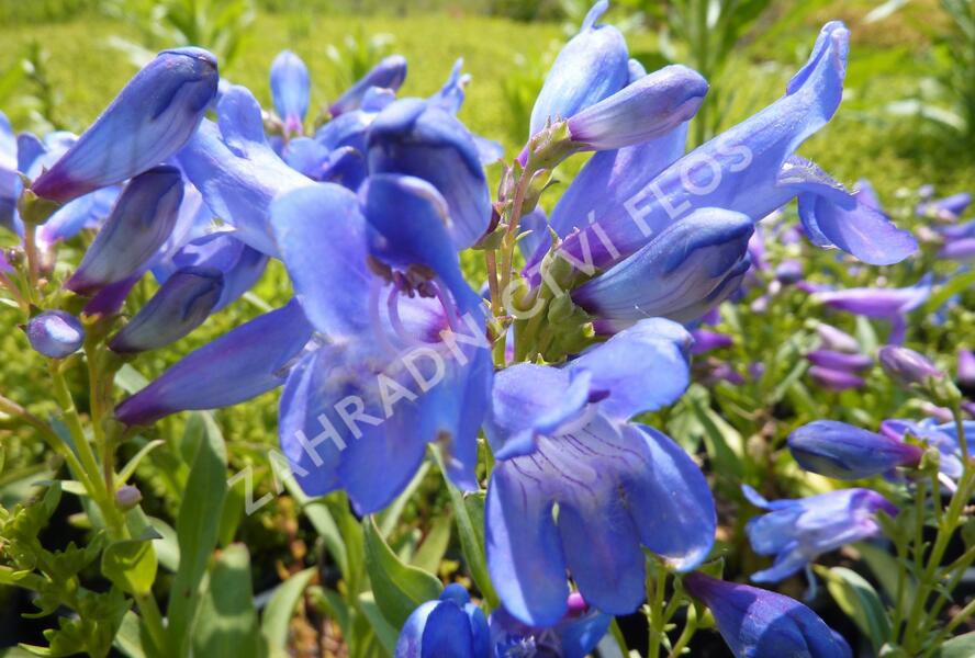 Dračík 'Pinacolada Blue Shades' - Penstemon barbatus 'Pinacolada Blue Shades'