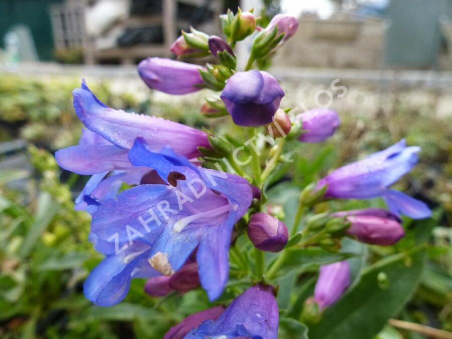 Dračík 'Pinacolada Blue Shades' - Penstemon barbatus 'Pinacolada Blue Shades'