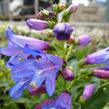 Dračík 'Pinacolada Blue Shades' - Penstemon barbatus 'Pinacolada Blue Shades'