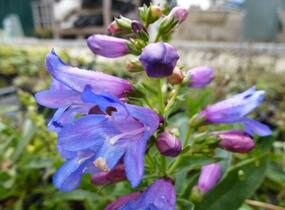 Dračík 'Pinacolada Blue Shades' - Penstemon barbatus 'Pinacolada Blue Shades'