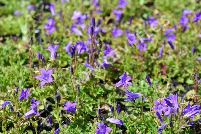 Zvonek dalmatský 'Clockwise Deep Blue' - Campanula portenschlagiana 'Clockwise Deep Blue'