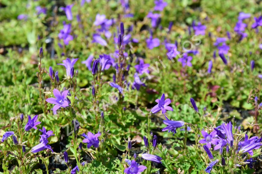 Zvonek dalmatský 'Clockwise Deep Blue' - Campanula portenschlagiana 'Clockwise Deep Blue'