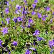 Zvonek dalmatský 'Clockwise Deep Blue' - Campanula portenschlagiana 'Clockwise Deep Blue'