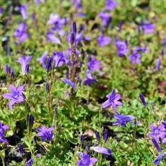 Zvonek dalmatský 'Clockwise Deep Blue' - Campanula portenschlagiana 'Clockwise Deep Blue'