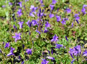 Zvonek dalmatský 'Clockwise Deep Blue' - Campanula portenschlagiana 'Clockwise Deep Blue'