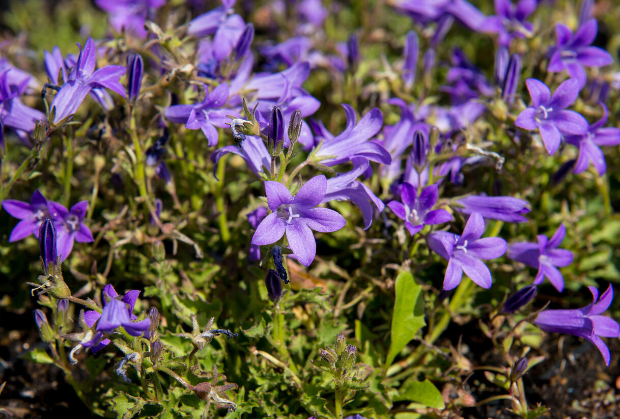 Zvonek dalmatský 'Clockwise Deep Blue' - Campanula portenschlagiana 'Clockwise Deep Blue'