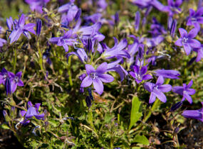 Zvonek dalmatský 'Clockwise Deep Blue' - Campanula portenschlagiana 'Clockwise Deep Blue'