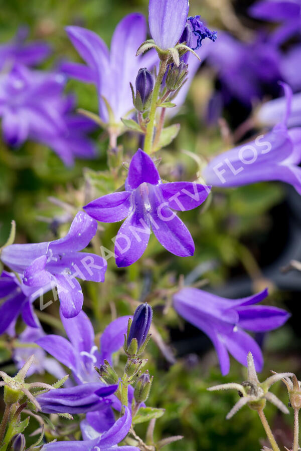 Zvonek dalmatský 'Clockwise Deep Blue' - Campanula portenschlagiana 'Clockwise Deep Blue'